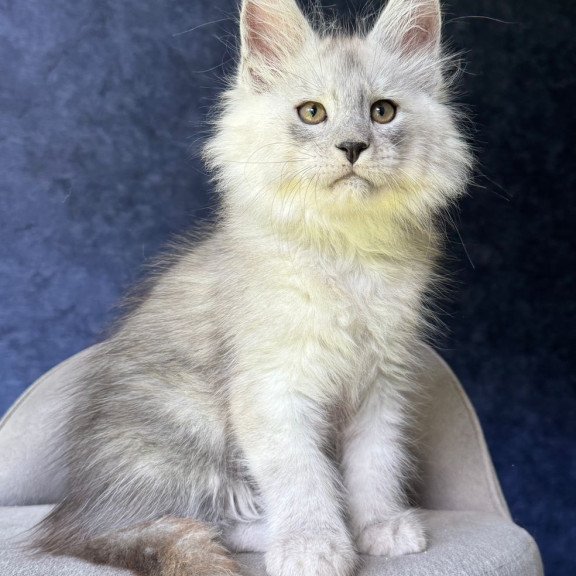 Maine Coon NOV Key