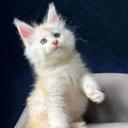 Maine Coon NOV Lunar
