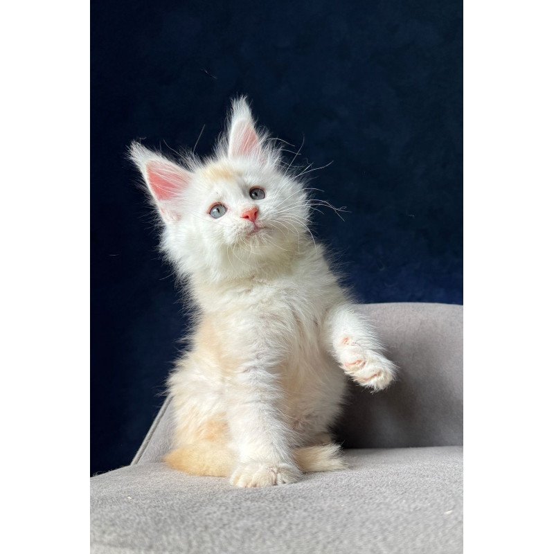 Maine Coon NOV Lunar