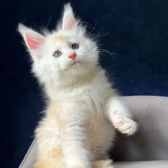 Maine Coon NOV Lunar