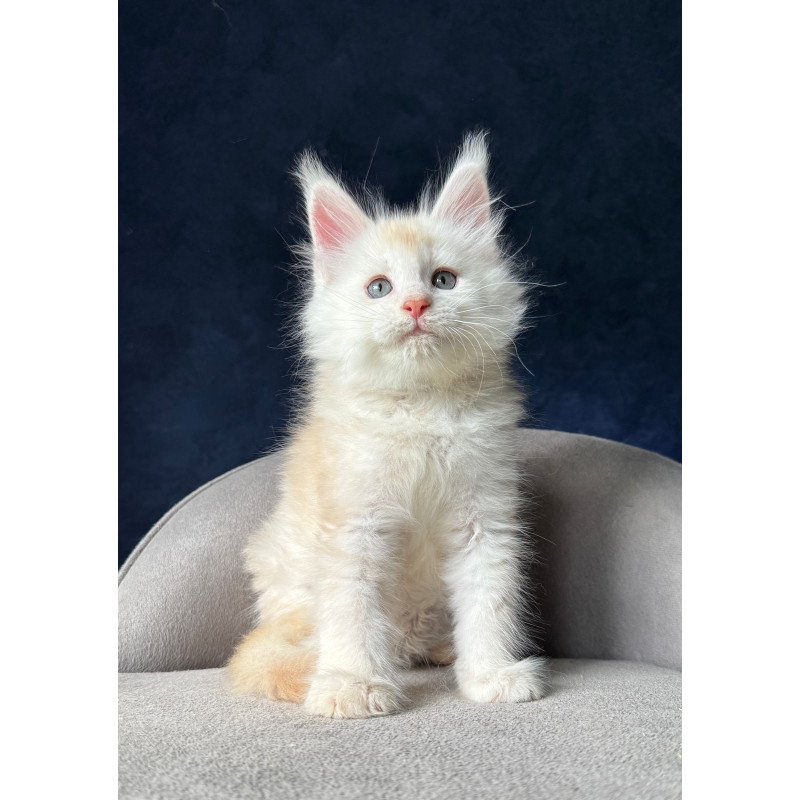Maine Coon NOV Lunar