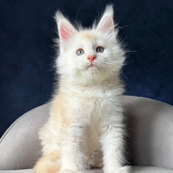 Maine Coon NOV Lunar