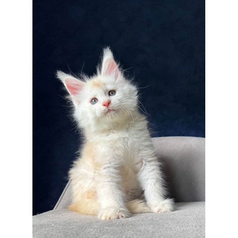 Maine Coon NOV Lunar