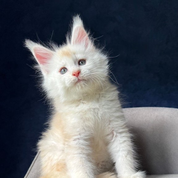 Maine Coon NOV Lunar