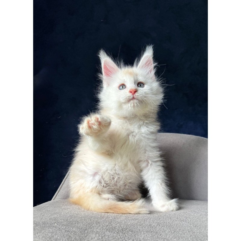 Maine Coon NOV Lunar