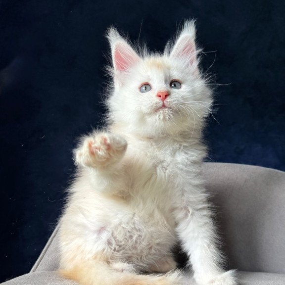 Maine Coon NOV Lunar