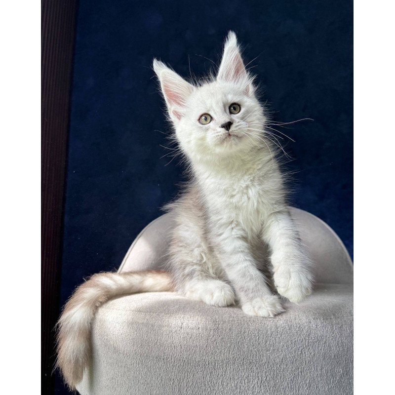 Maine Coon NOV Matt