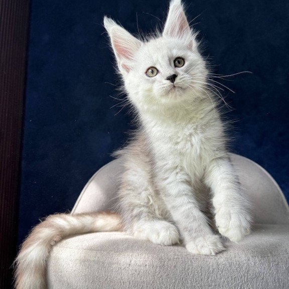 Maine Coon NOV Matt