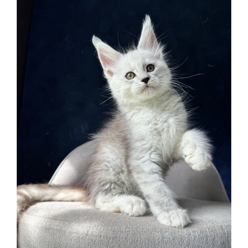Maine Coon NOV Matt
