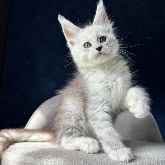 Maine Coon NOV Matt