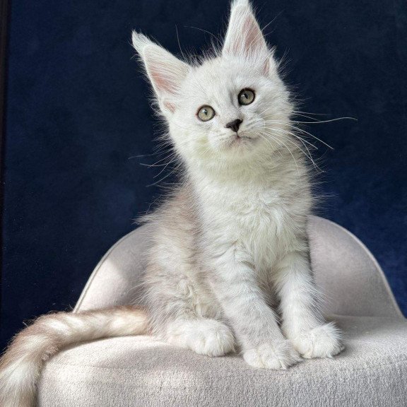 Maine Coon NOV Matt
