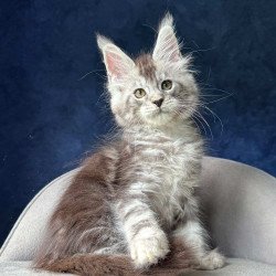 Maine Coon NOV Mushket