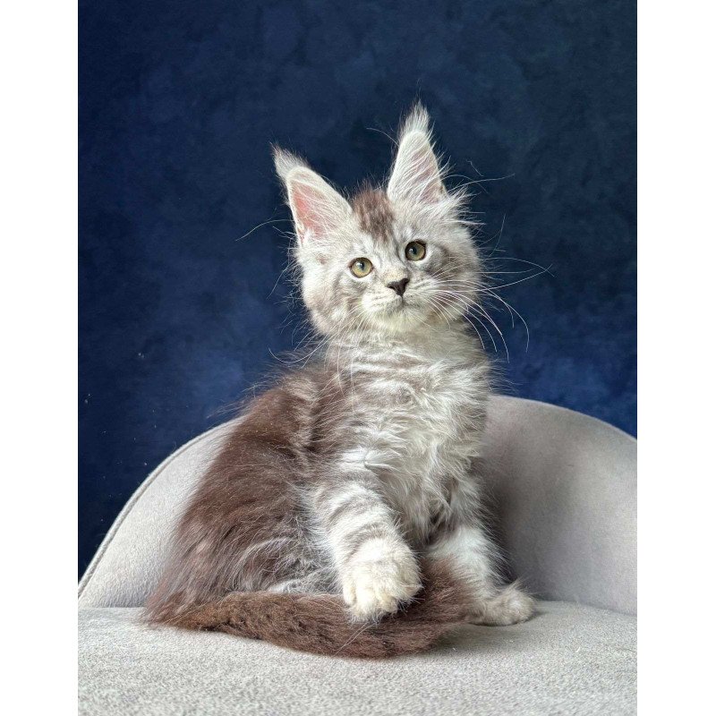 Maine Coon NOV Mushket