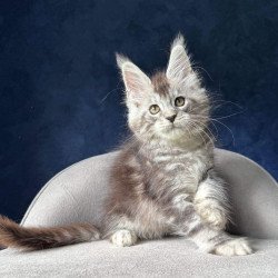 Maine Coon NOV Mushket