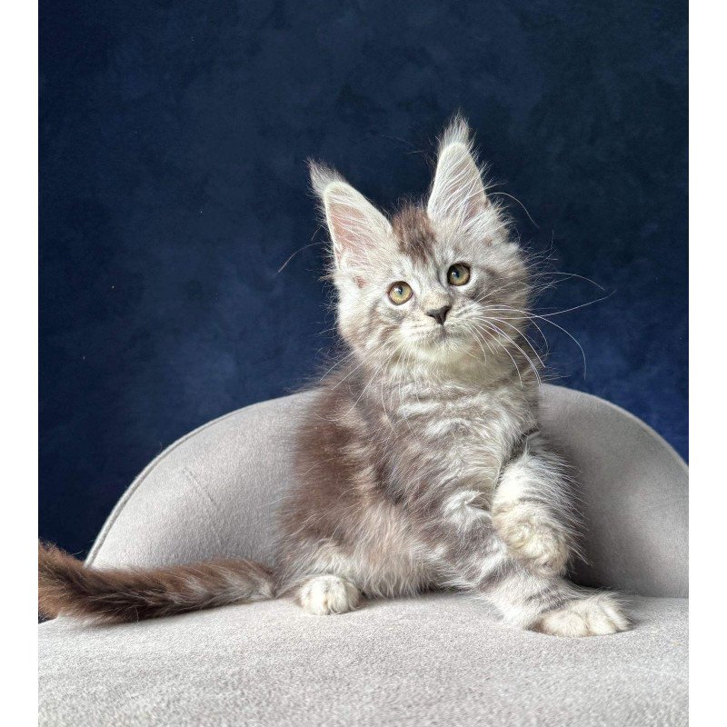 Maine Coon NOV Mushket