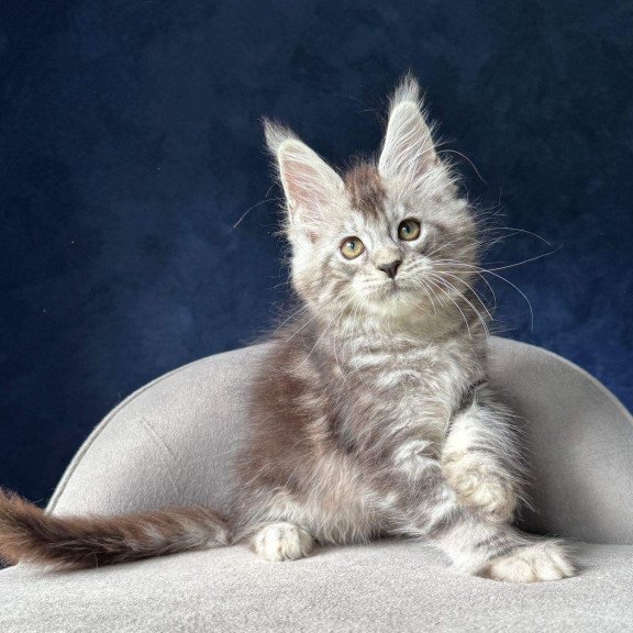 Maine Coon NOV Mushket