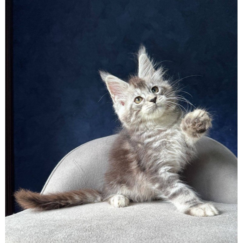 Maine Coon NOV Mushket