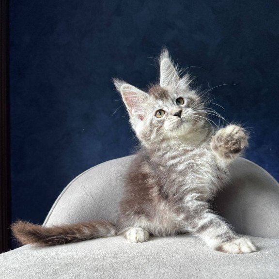 Maine Coon NOV Mushket