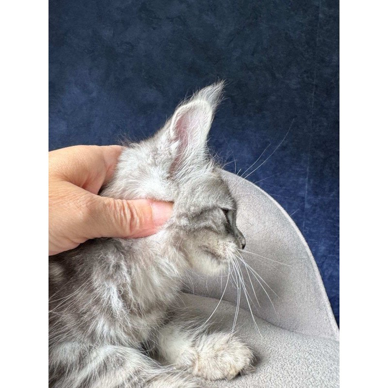 Maine Coon NOV Mushket