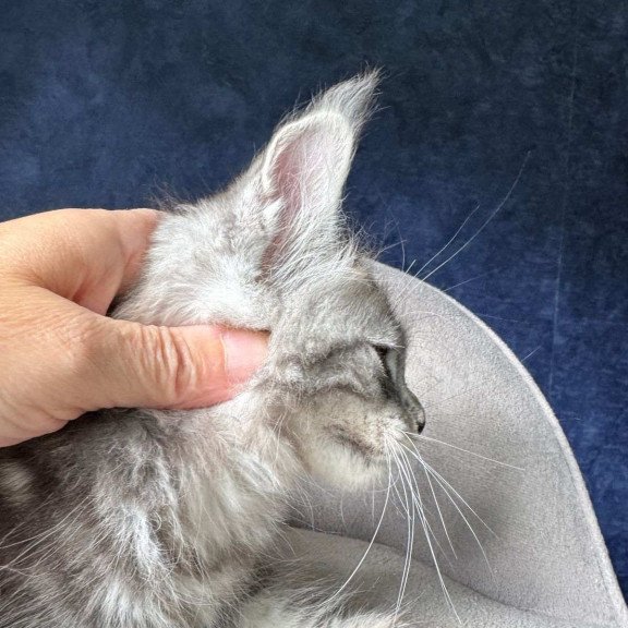 Maine Coon NOV Mushket