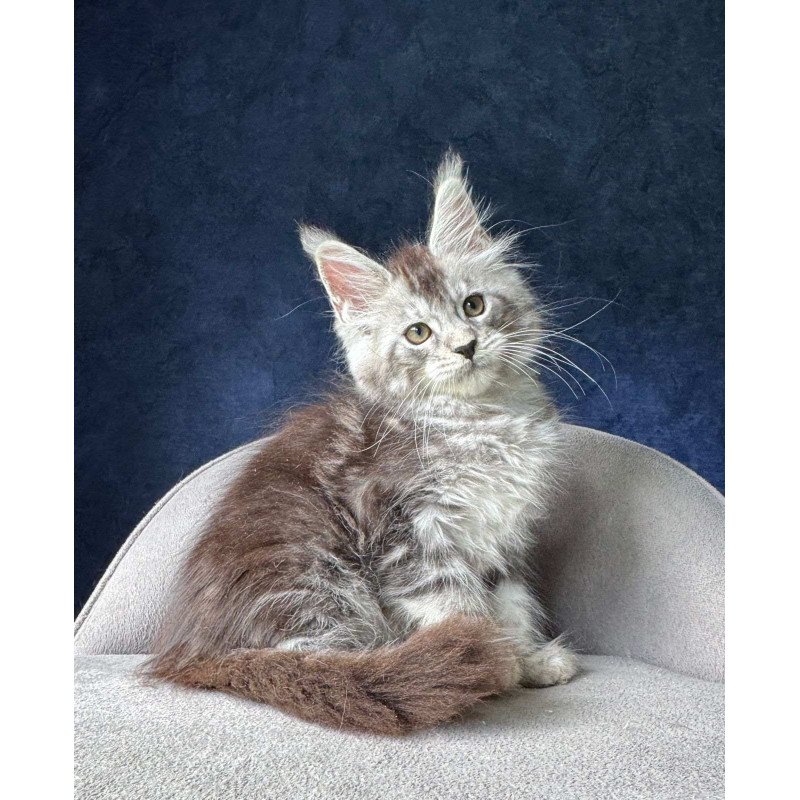 Maine Coon NOV Mushket