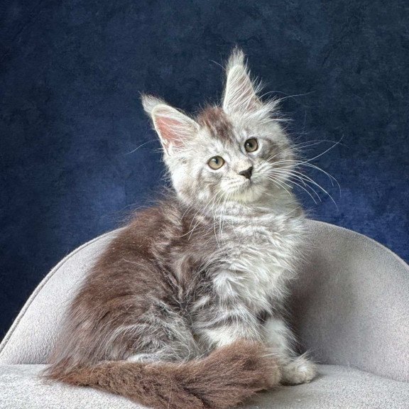 Maine Coon NOV Mushket