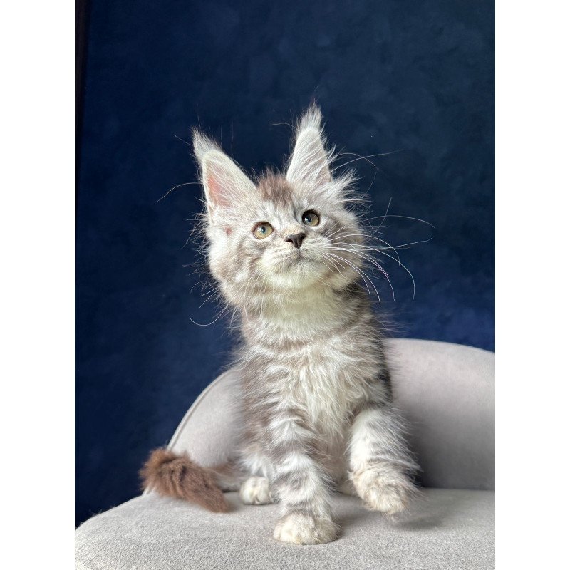 Maine Coon NOV Mushket
