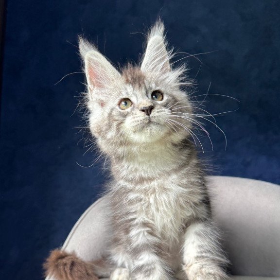 Maine Coon NOV Mushket