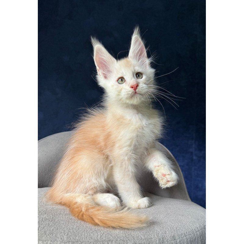 Maine Coon NOV Murat