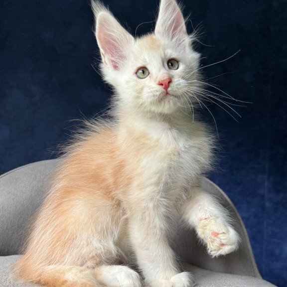 Maine Coon NOV Murat
