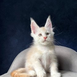 Maine Coon NOV Murat