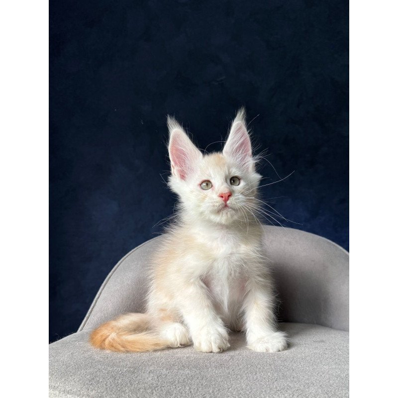 Maine Coon NOV Murat