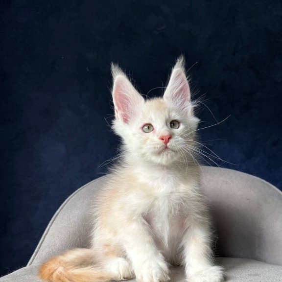 Maine Coon NOV Murat