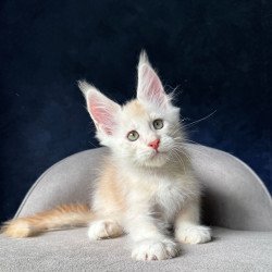 Maine Coon NOV Murat