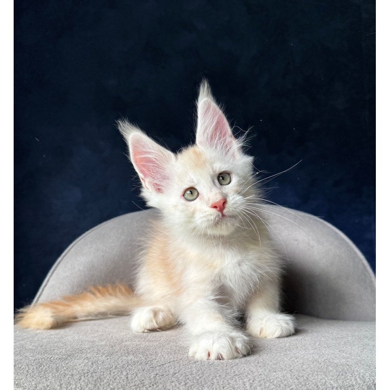 Maine Coon NOV Murat