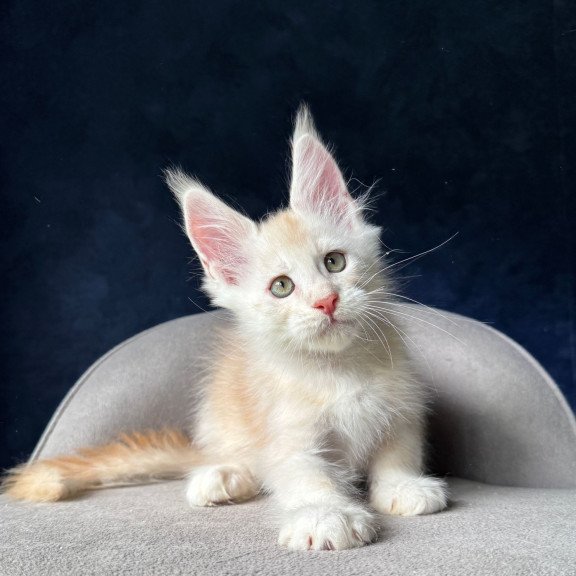 Maine Coon NOV Murat
