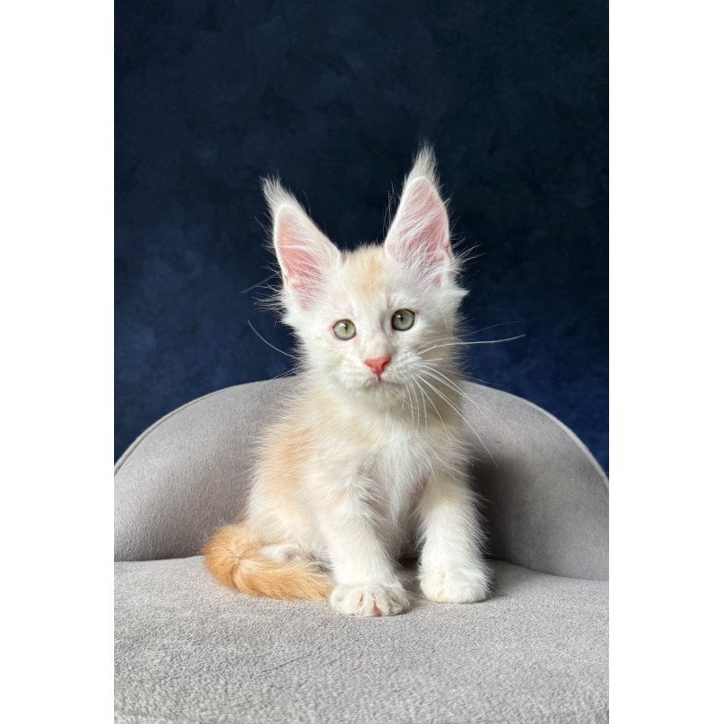 Maine Coon NOV Murat