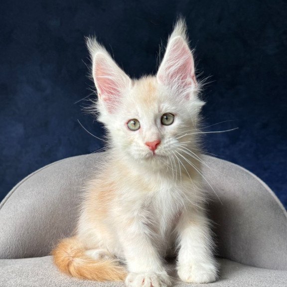 Maine Coon NOV Murat
