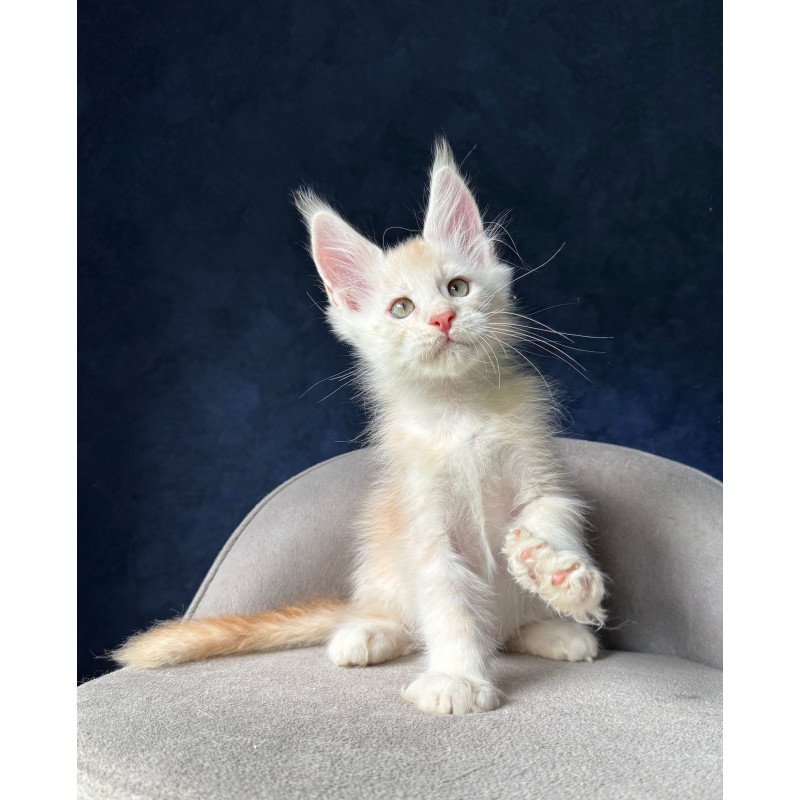 Maine Coon NOV Murat