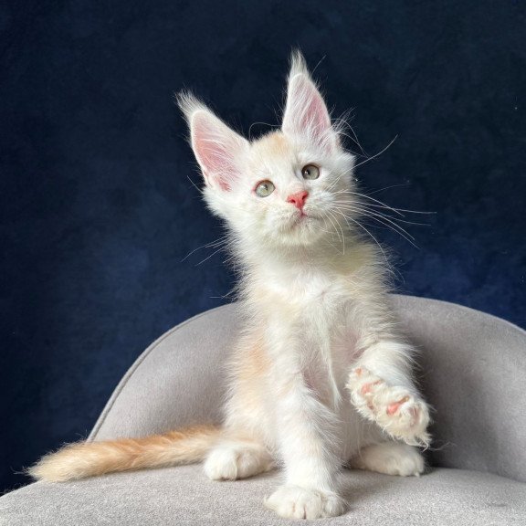 Maine Coon NOV Murat