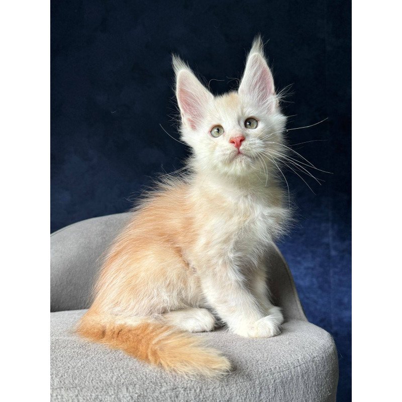 Maine Coon NOV Murat