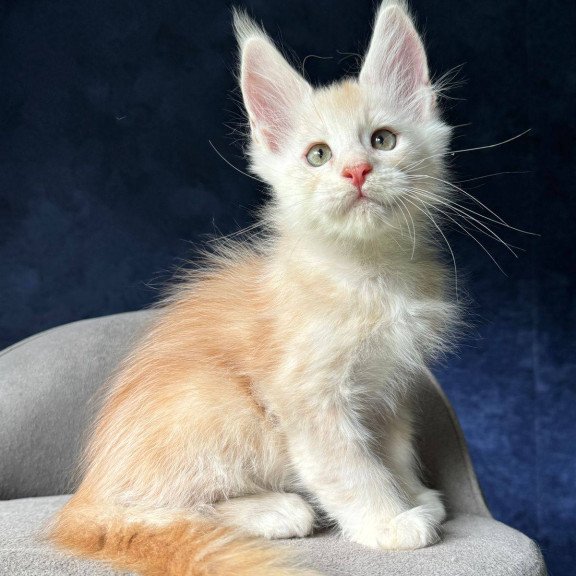 Maine Coon NOV Murat