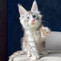 Maine Coon NOV Mummy Troll