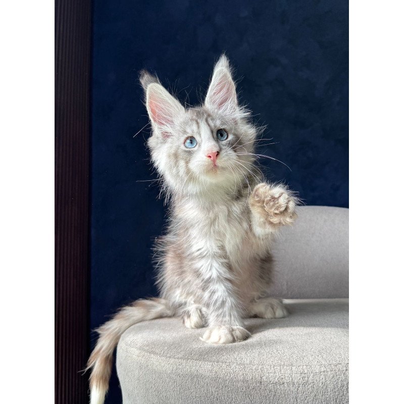 Maine Coon NOV Mummy Troll