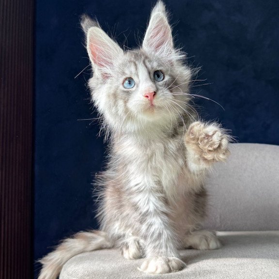 Maine Coon NOV Mummy Troll