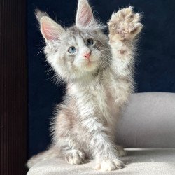 Maine Coon NOV Mummy Troll