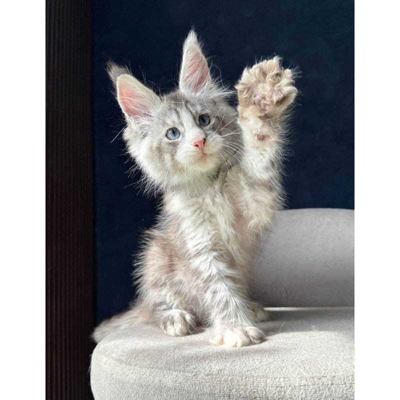 Maine Coon NOV Mummy Troll