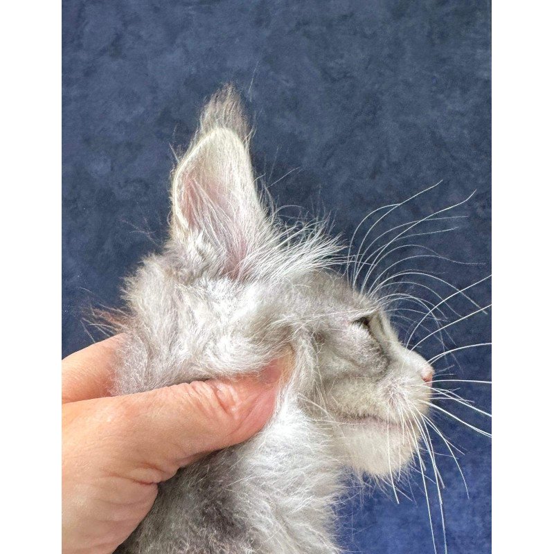Maine Coon NOV Mummy Troll