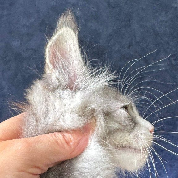 Maine Coon NOV Mummy Troll