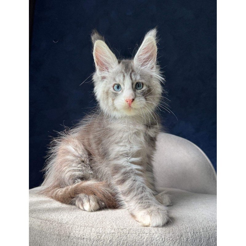 Maine Coon NOV Mummy Troll